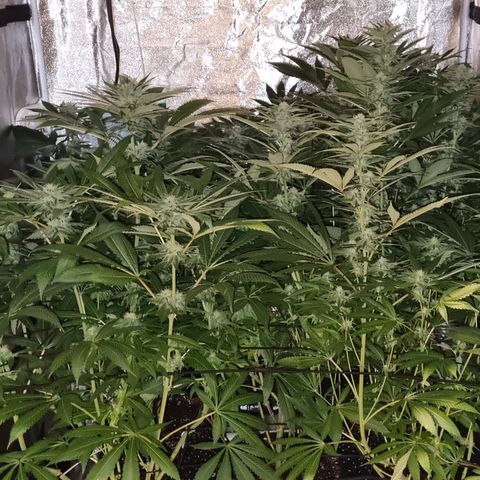 Lemon tree growlog timeline photo
