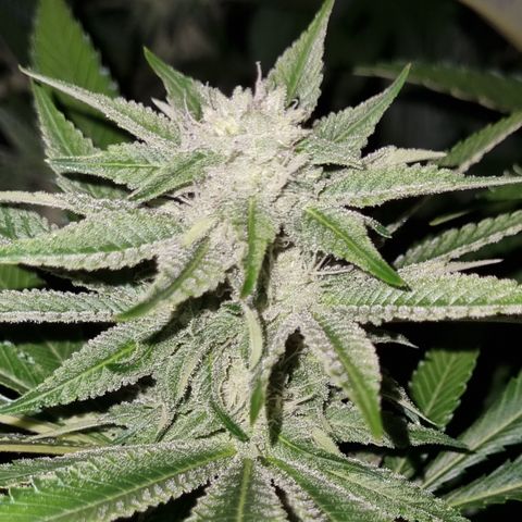 Lemon tree growlog timeline photo