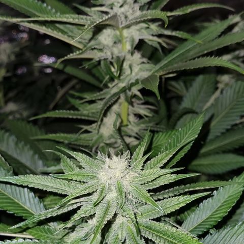 Lemon tree growlog timeline photo