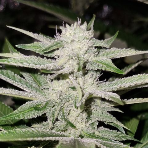 Lemon tree growlog timeline photo