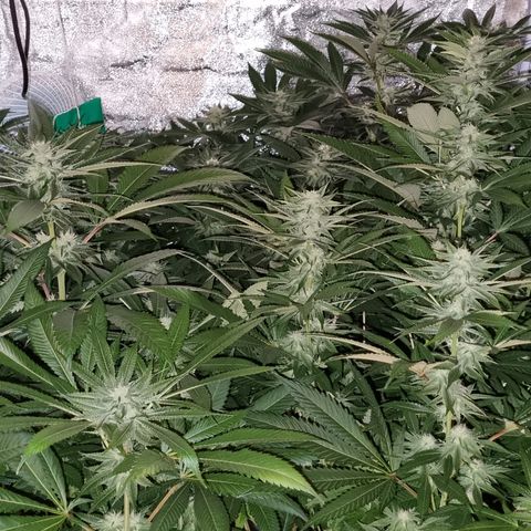 Lemon tree growlog timeline photo