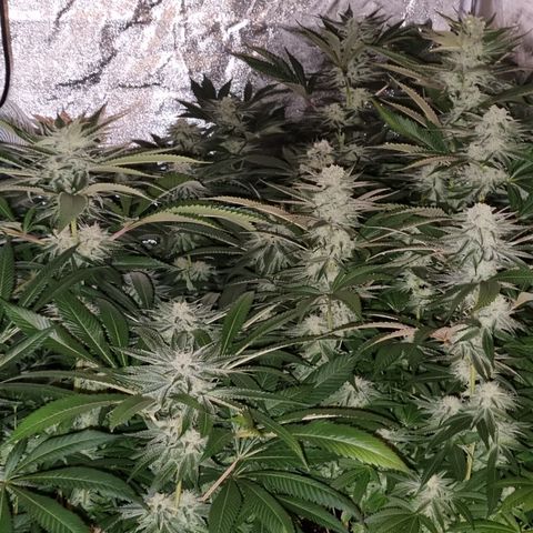 Lemon tree growlog timeline photo