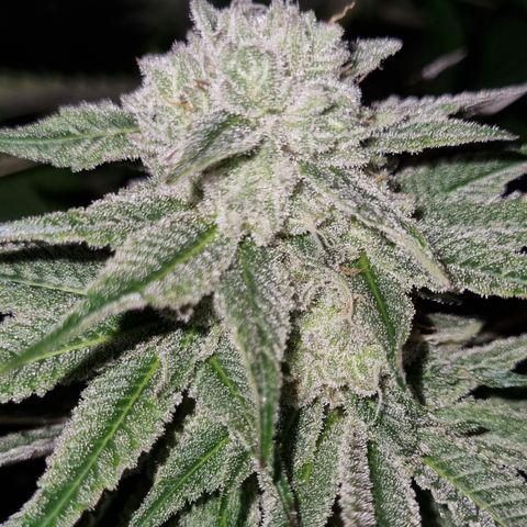 Lemon tree growlog timeline photo