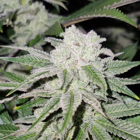Lemon tree growlog timeline photo