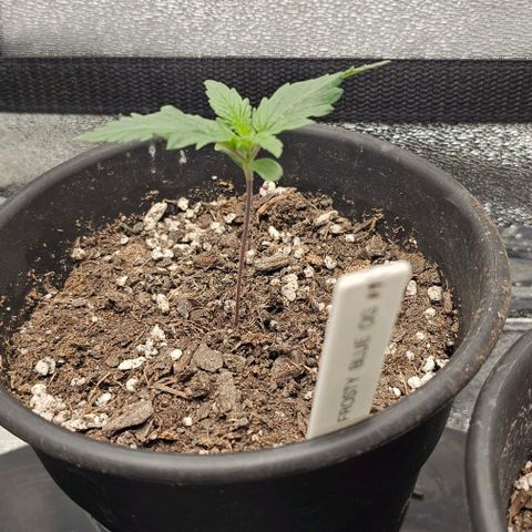 Frosty Blue O.G. growlog timeline photo