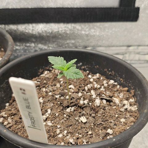 Frosty Blue O.G. growlog timeline photo