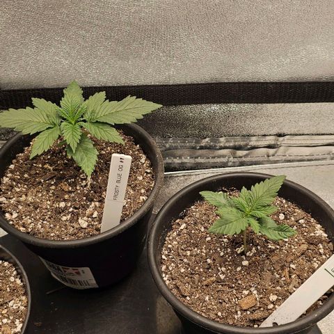 Frosty Blue O.G. growlog timeline photo