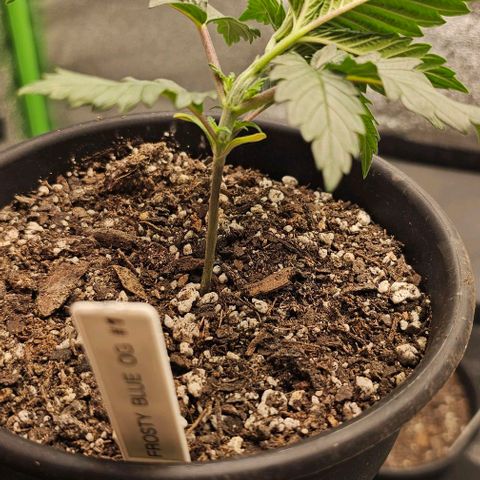 Frosty Blue O.G. growlog photo: LST bend 