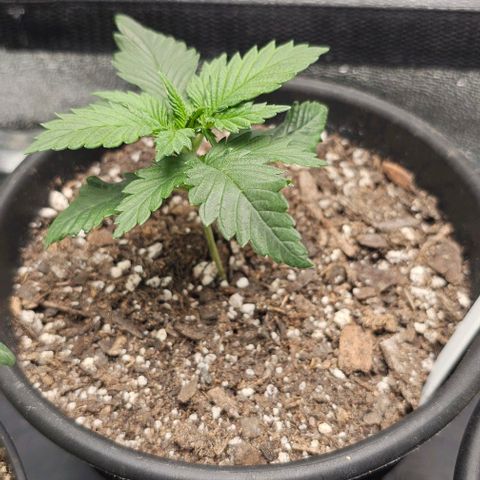 Frosty Blue O.G. growlog timeline photo