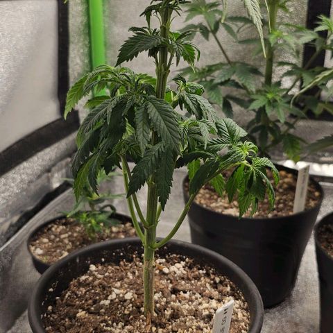 Frosty Blue O.G. growlog photo: #1