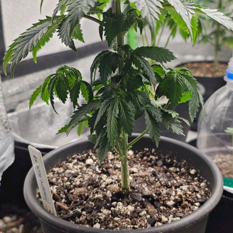 Frosty Blue O.G. growlog photo: #2