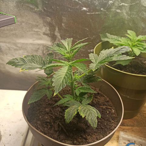 ROYAL Blue #1 growlog timeline photo