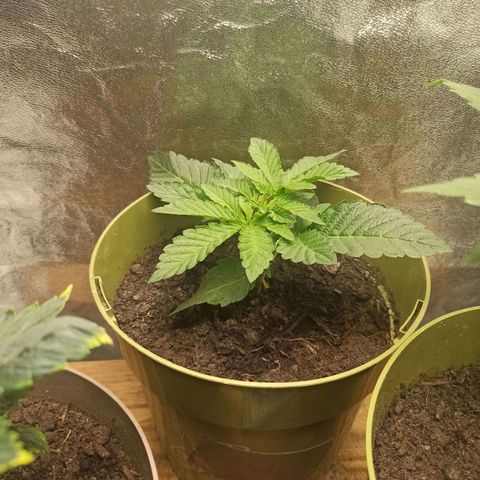 Hulkberry auto #2 growlog timeline photo
