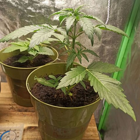 Hulkberry auto #1 growlog timeline photo