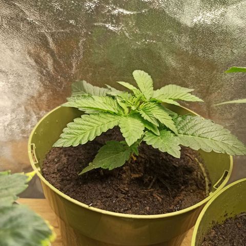 Hulkberry auto #2 growlog timeline photo