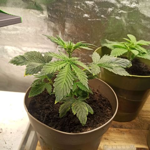 ROYAL Blue #1 growlog timeline photo