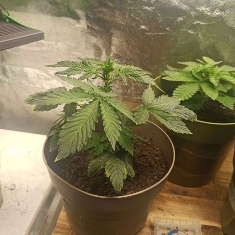 ROYAL Blue #1 growlog timeline photo