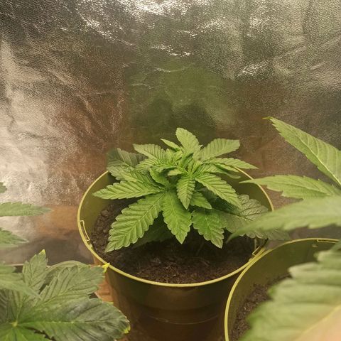 Hulkberry auto #2 growlog timeline photo