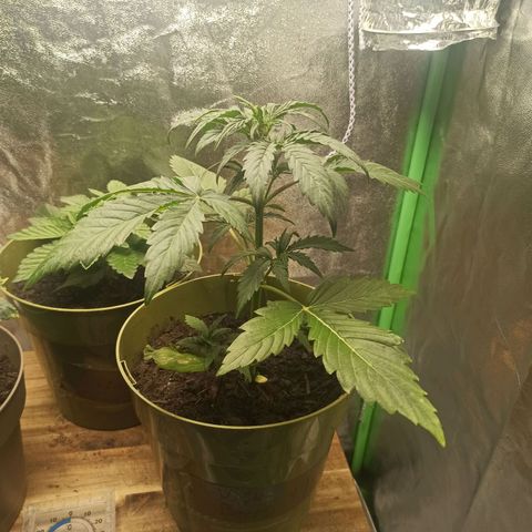 Hulkberry auto #1 growlog timeline photo