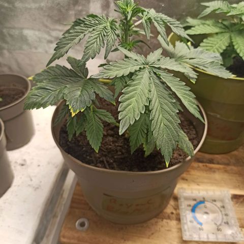 ROYAL Blue #1 growlog timeline photo