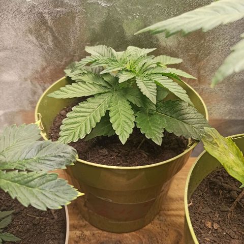 Hulkberry auto #2 growlog timeline photo