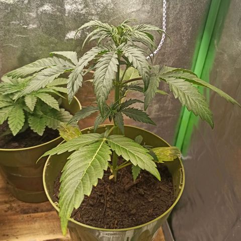Hulkberry auto #1 growlog timeline photo