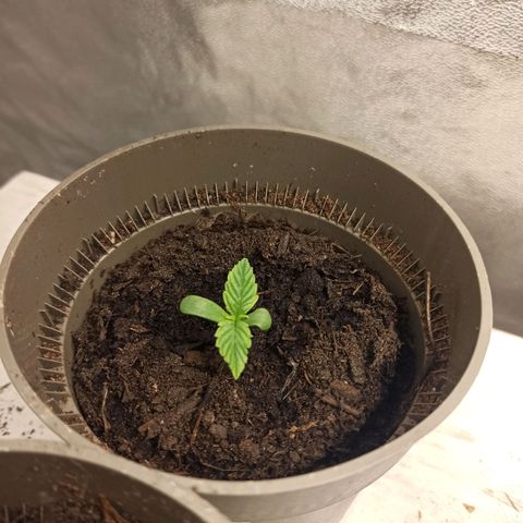 Hulkberry auto #3 growlog timeline photo