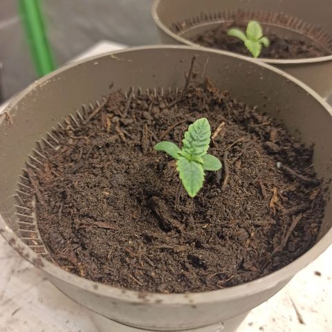Hulkberry auto #4 growlog timeline photo