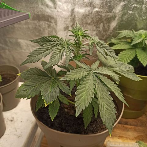 ROYAL Blue #1 growlog timeline photo