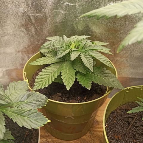 Hulkberry auto #2 growlog timeline photo