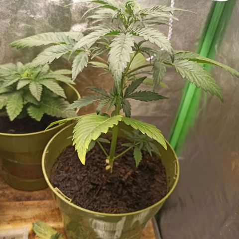 Hulkberry auto #1 growlog timeline photo