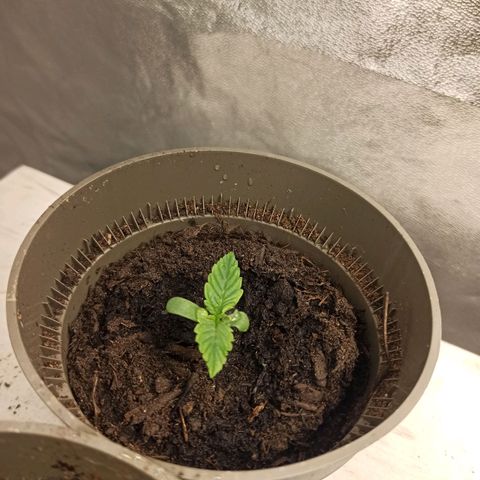 Hulkberry auto #3 growlog timeline photo