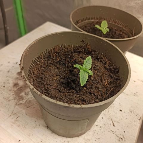 Hulkberry auto #4 growlog timeline photo