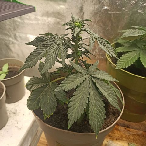 ROYAL Blue #1 growlog timeline photo