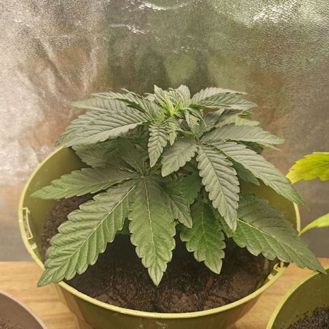 Hulkberry auto #2 growlog timeline photo
