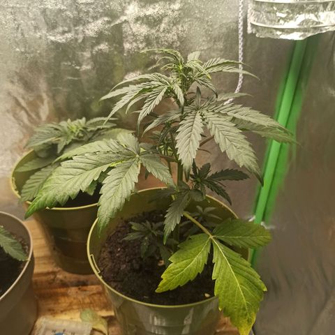 Hulkberry auto #1 growlog timeline photo
