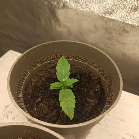 Hulkberry auto #3 growlog timeline photo