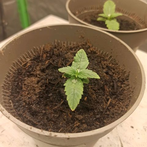 Hulkberry auto #4 growlog timeline photo