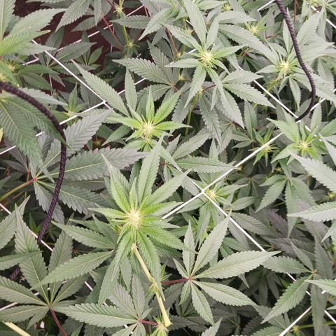 Black Lime growlog photo: P-h 6.1
PPM 2180