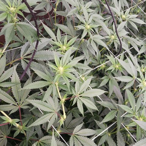 Black Lime growlog photo: P-h 6.1
PPM 2180
