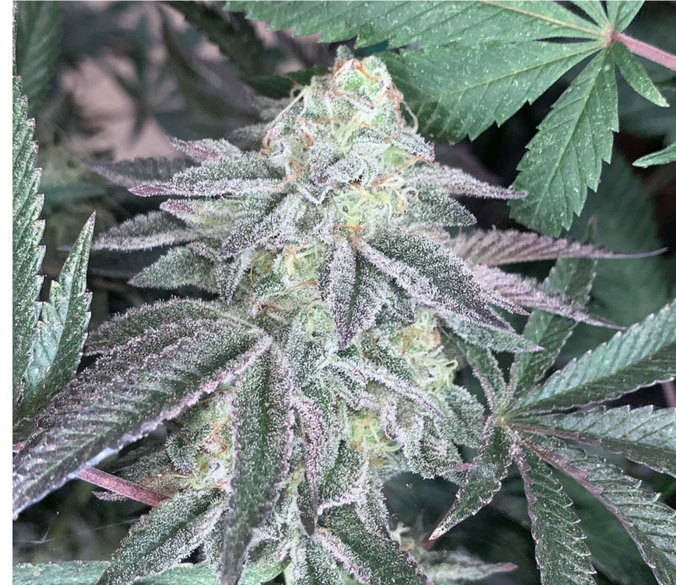 Celosa 10 growlog header