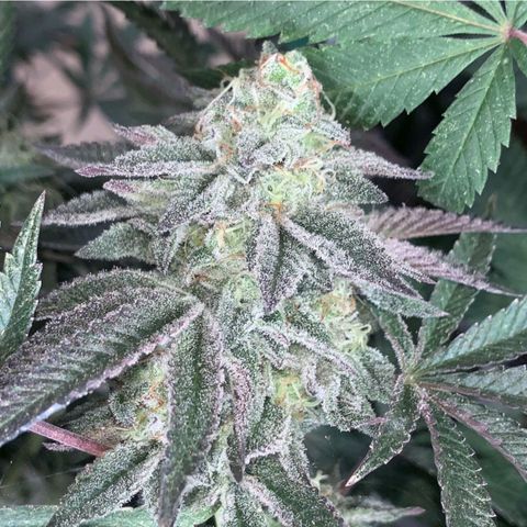 Celosa 10  growlog photo