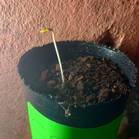 Celosa 10  growlog photo