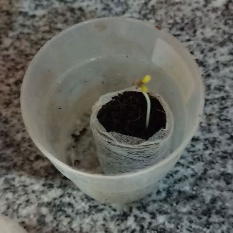 Celosa 10  growlog photo