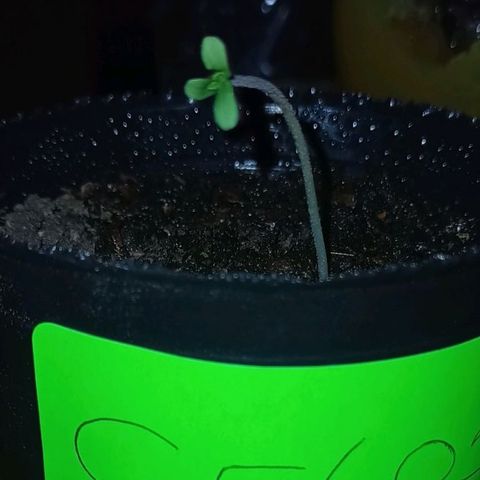 Celosa 10  growlog photo