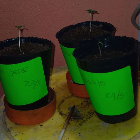 Celosa 10  growlog photo