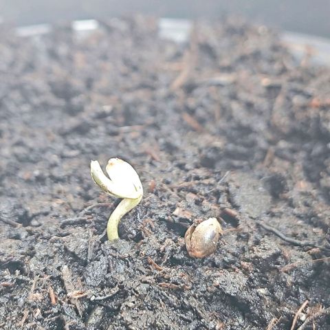 Quick One growlog photo: Temp and humidity are OK. Wet 😅