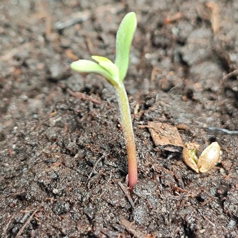 Quick One growlog photo: Water temp Hum are ok