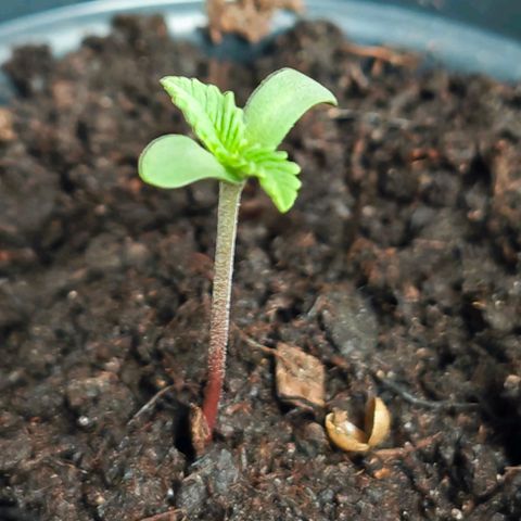 Quick One growlog timeline photo