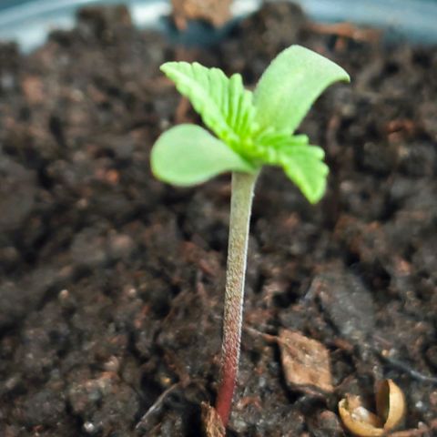 Quick One growlog timeline photo